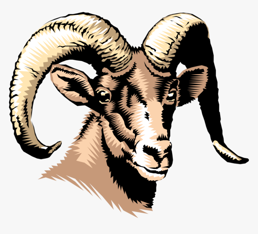 Vector Illustration Of Thinhorn Dall Sheep Head And - Southern Regional High School Rams, HD Png Download, Free Download