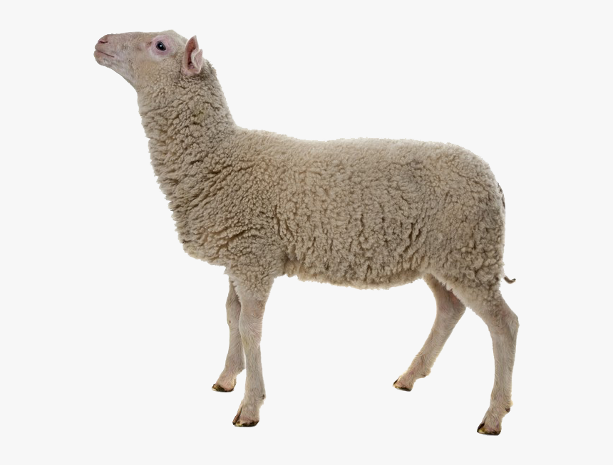 Sheep Png Images - Sheep With White Background, Transparent Png, Free Download