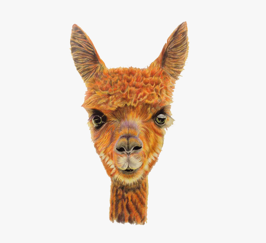 Llama Head Png - Alpaca Head Png, Transparent Png, Free Download