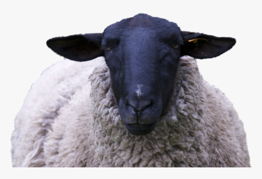 Sheep At Hair Salon, HD Png Download, Free Download