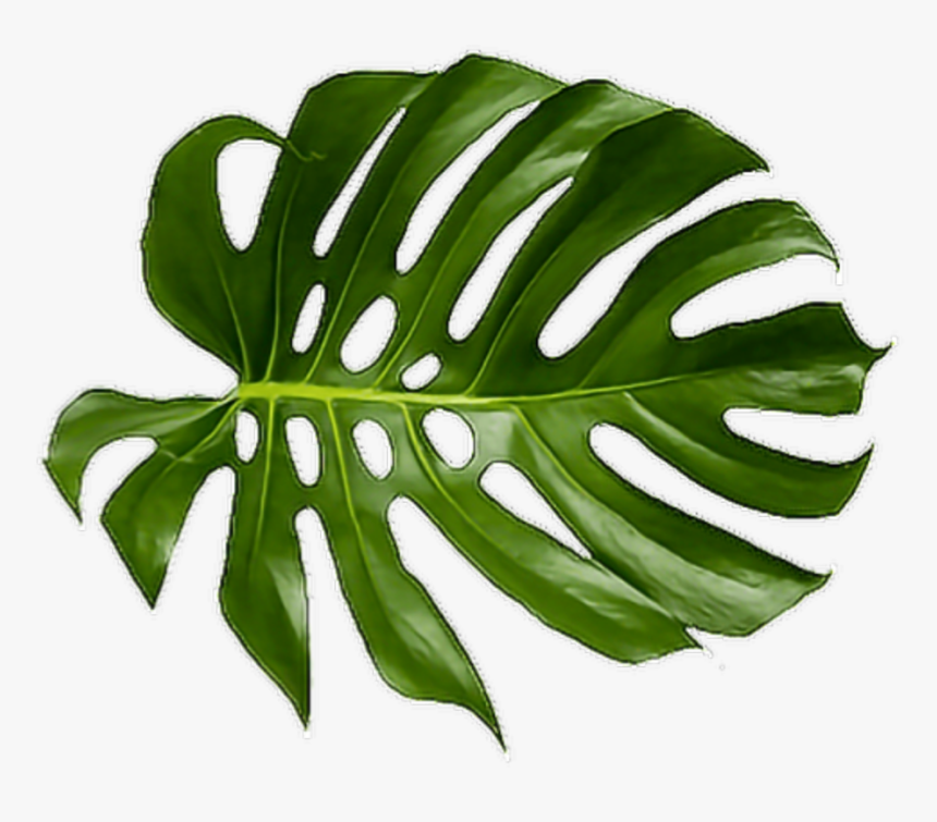 Cheese Plant Leaf Tropics Leaves Tropical Palm Clipart - Tropical Palm Leaf Png, Transparent Png, Free Download