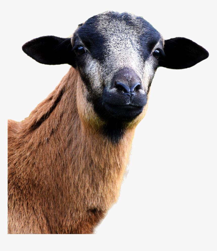 Sheep, HD Png Download, Free Download