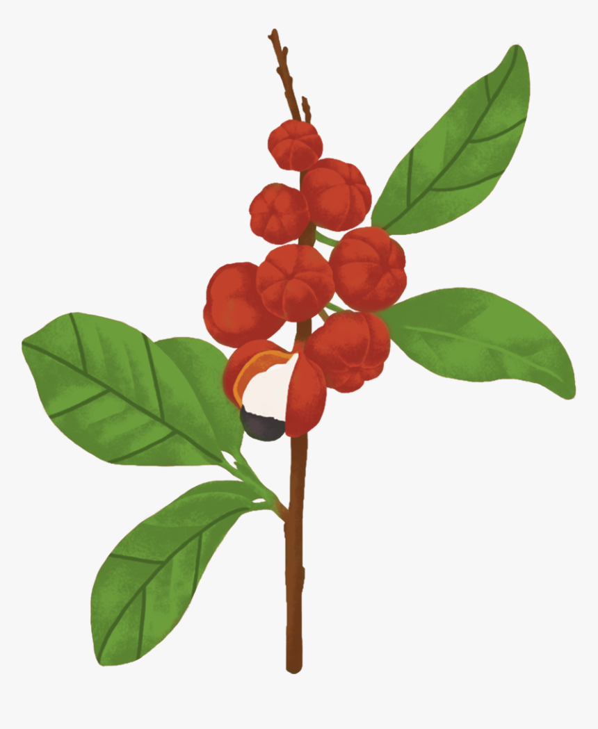 Lingonberry, HD Png Download, Free Download