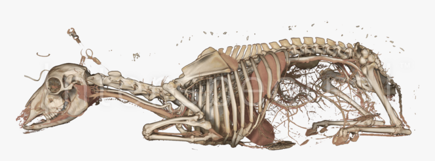 Sheep - Skeleton, HD Png Download, Free Download