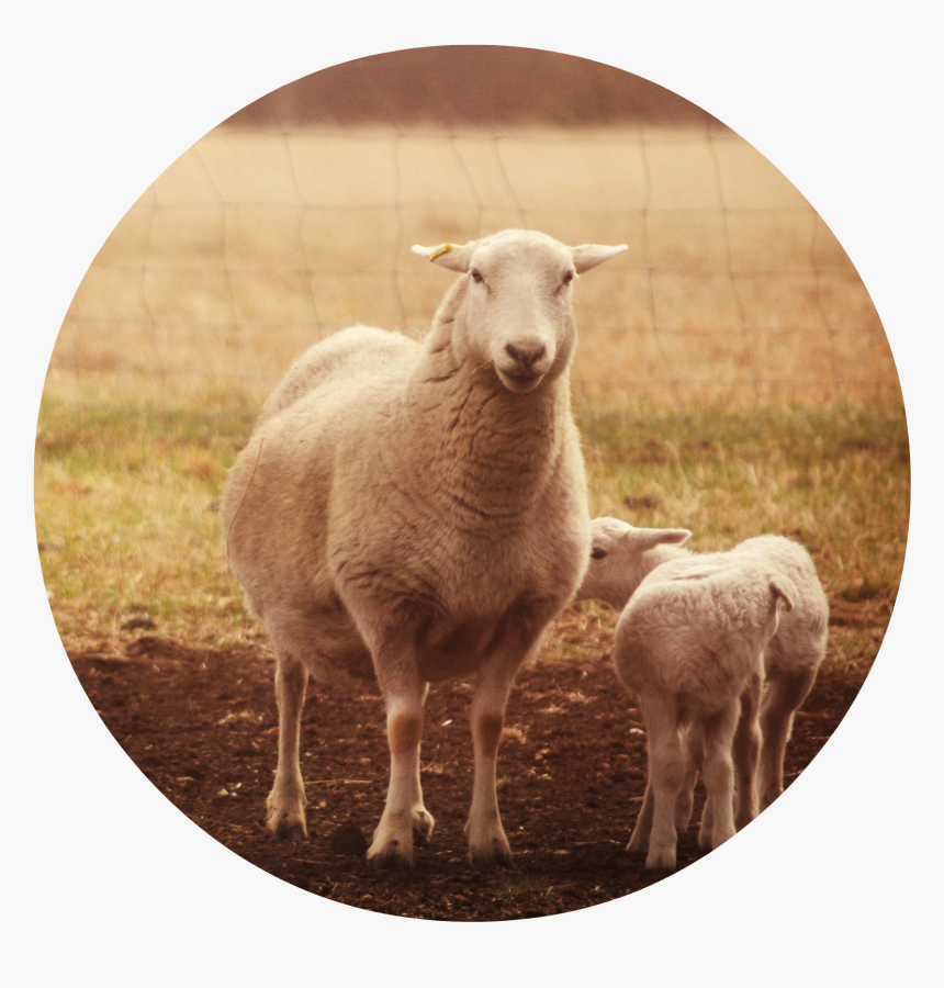 Sheep Head Png, Transparent Png, Free Download