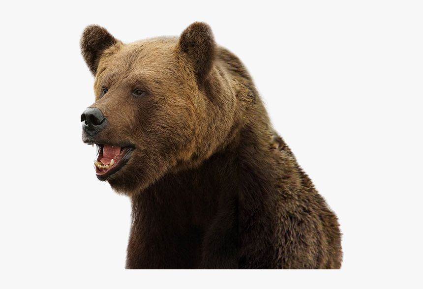 Grizzly Bear, HD Png Download, Free Download