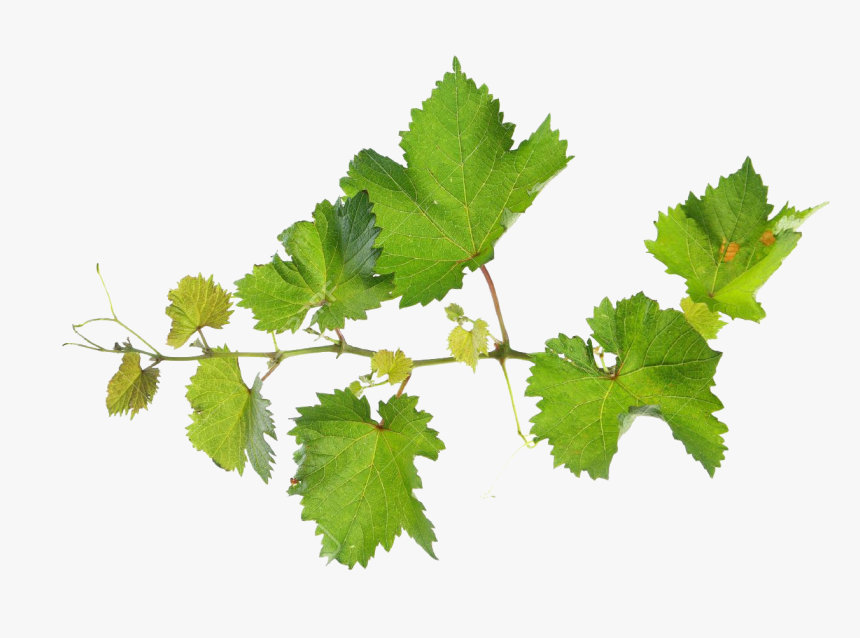 Transparent Free Clipart Grapes And Vines - Grape Vine Leaves Png, Png Download, Free Download