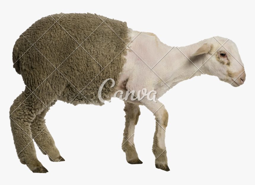 Clip Art Partially Merino Lamb Months - Merino, HD Png Download, Free Download