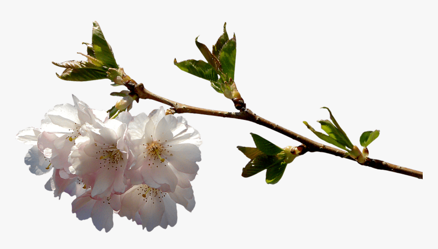 Primavera Ramo En Flor - Flower Branch Png, Transparent Png, Free Download