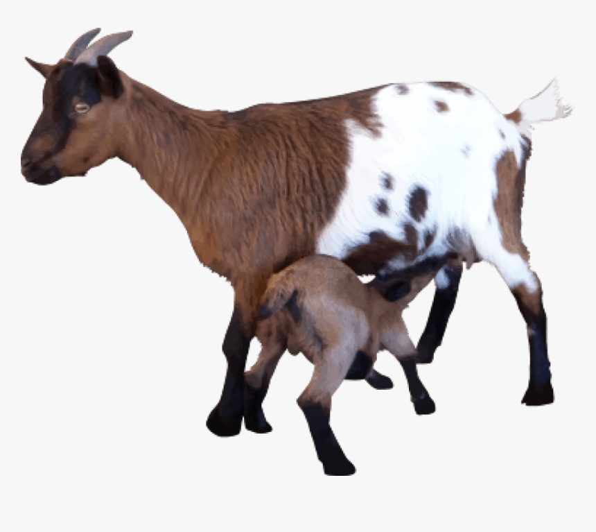 Goat Image Hd Png, Transparent Png, Free Download