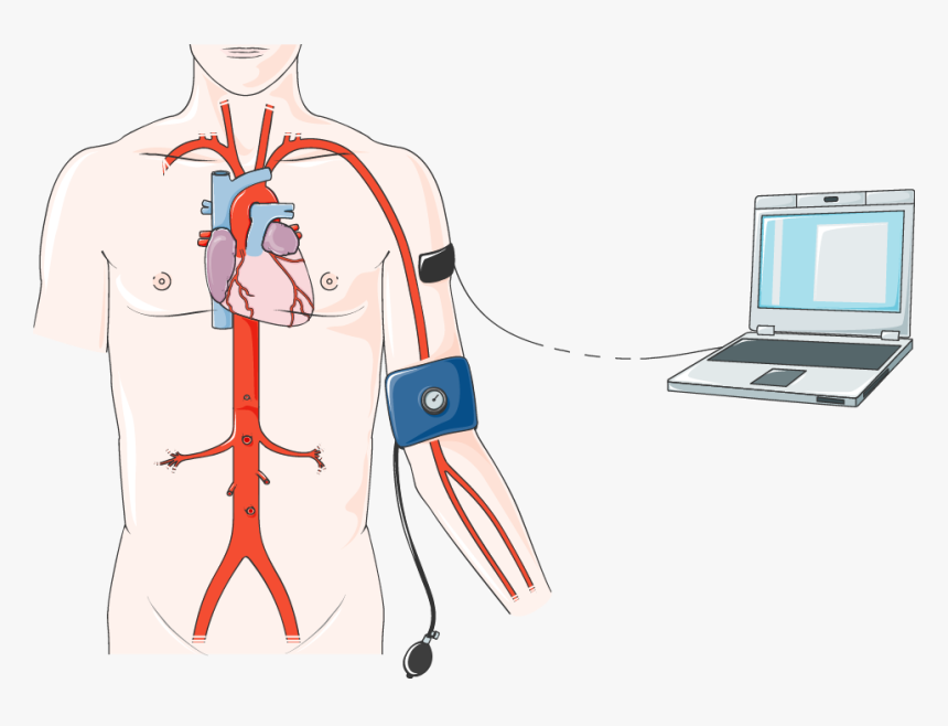 Circulatory System, HD Png Download, Free Download