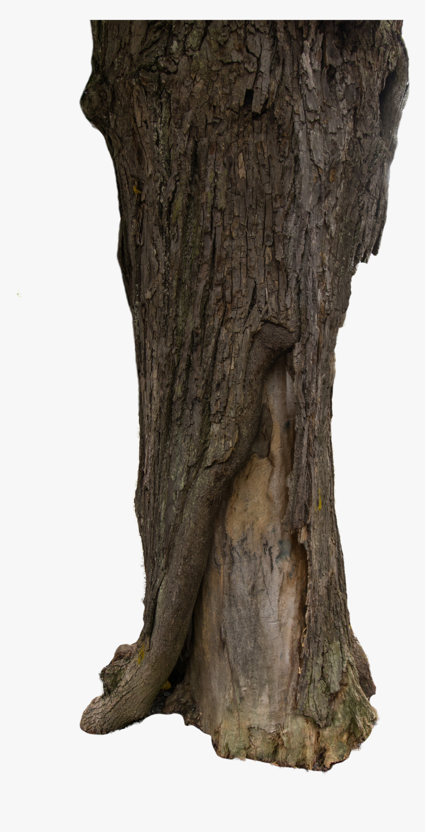 Tree Bark Texture Png , Png Download, Transparent Png, Free Download