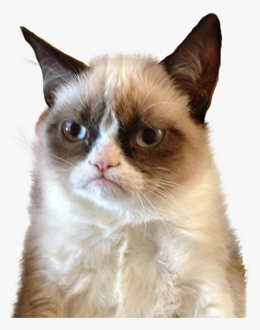 Grumpy Cat White Background, HD Png Download, Free Download