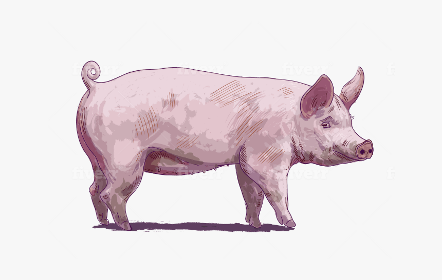 Domestic Pig, HD Png Download, Free Download