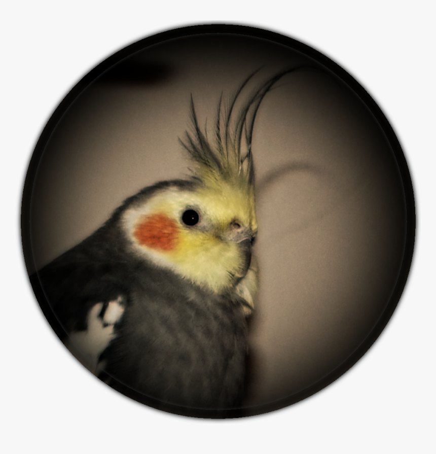 Cockatiel, HD Png Download, Free Download