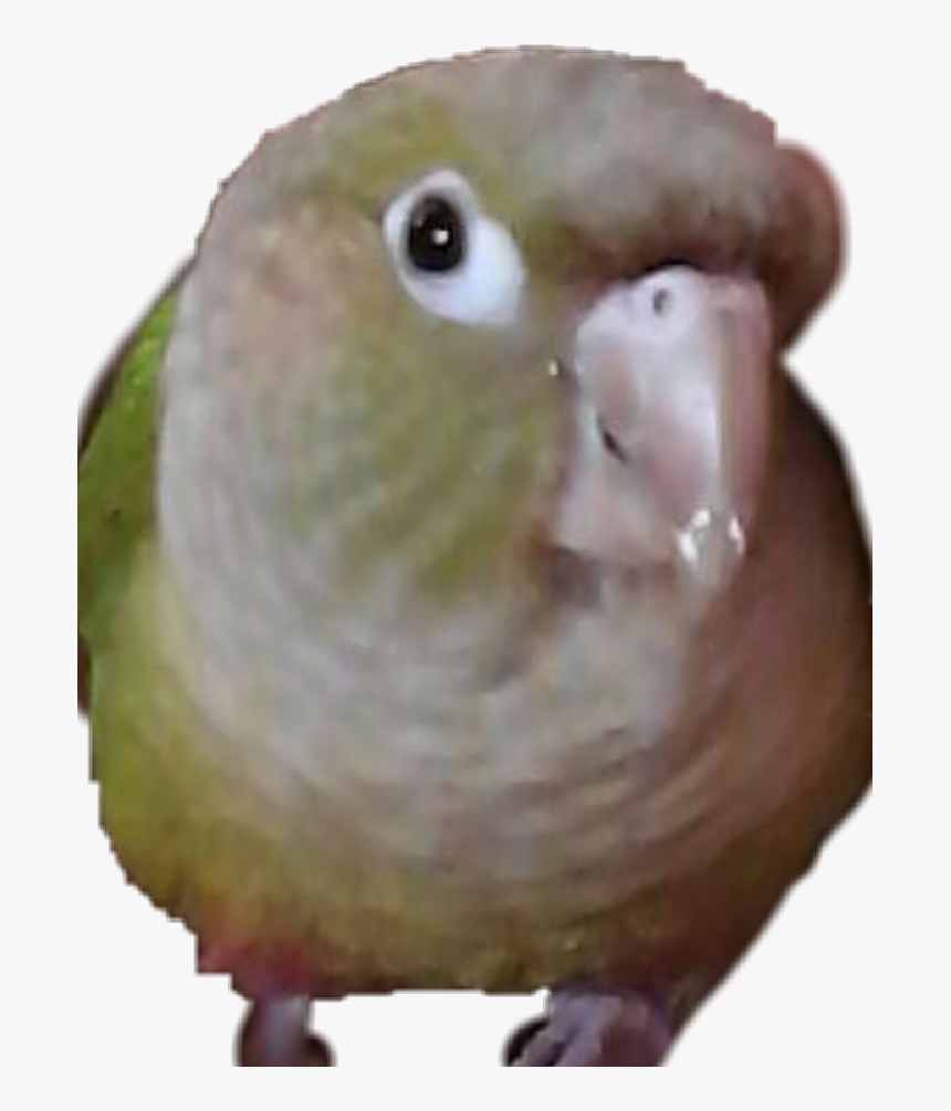 My Bird Is The Cutest Bird - Budgie, HD Png Download, Free Download