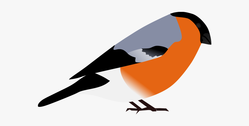 Bullfinch - Finches, HD Png Download, Free Download