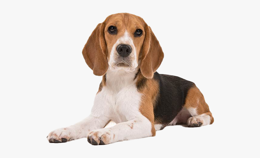 Beagle Dog Puppy Png Clipart - Short Hair Small Dogs Breeds, Transparent Png, Free Download