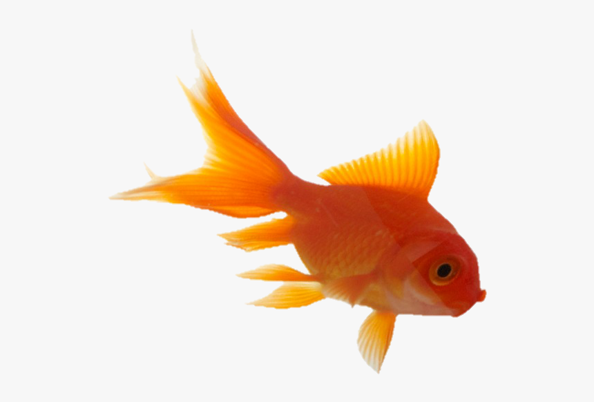 Aesthetic Tumblr Vaporwave Goldfish Fish Orange - Orange Aesthetic Tumblr Png, Transparent Png, Free Download