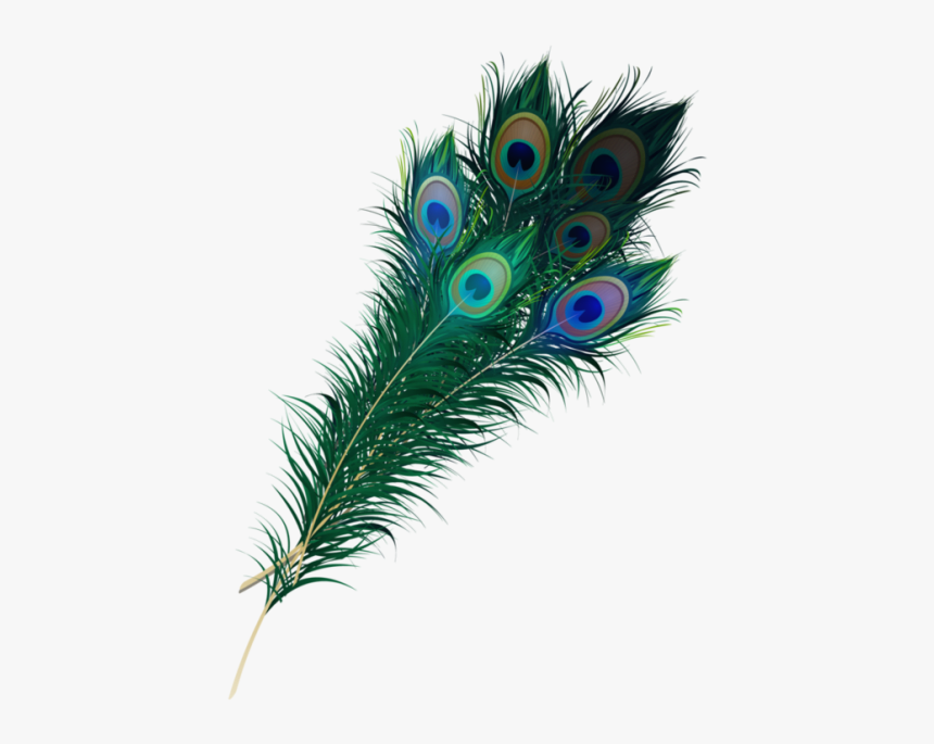 Peacock Feathers Clipart Png, Transparent Png, Free Download