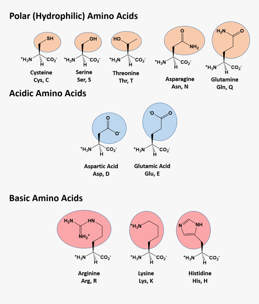 Drawing Of Aa Found In Protein, HD Png Download, Free Download