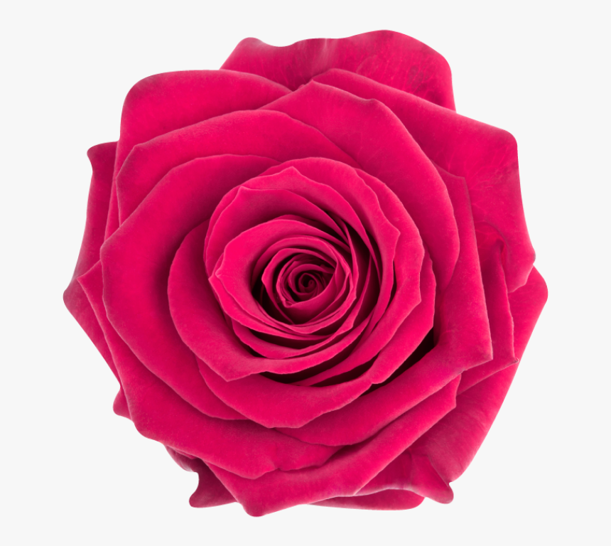 Adesivo Rosa Para O Pequeno Príncipe - Garden Roses, HD Png Download, Free Download
