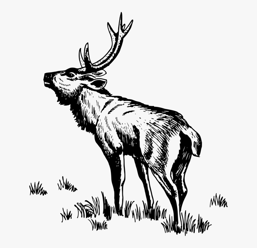 Elk,wildlife,tail - Rusa Vector, HD Png Download, Free Download