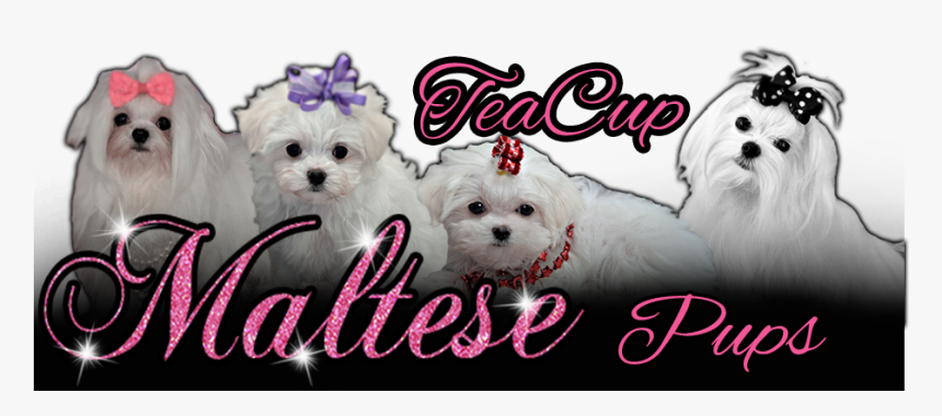 Tea Cup Maltese Pups - Maltese, HD Png Download, Free Download