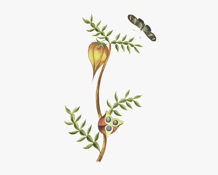 Illustration, HD Png Download, Free Download