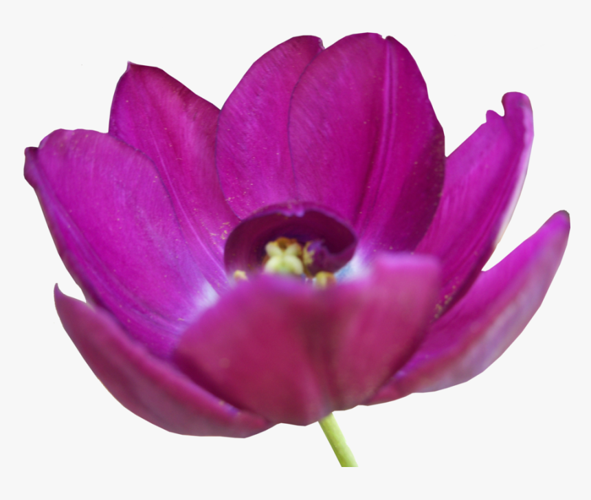 Transparent Tulip Tree Png - Tulip, Png Download, Free Download