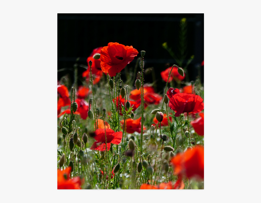 Red Poppies, Poppy Poster 20"x24" - Corn Poppy, HD Png Download, Free Download