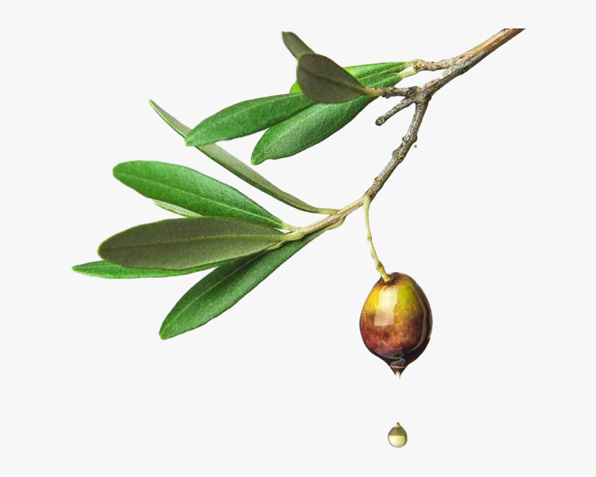 Olive Png Hd Image - Olive, Transparent Png, Free Download