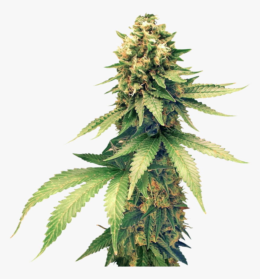 Bud - Cannabis Png, Transparent Png, Free Download