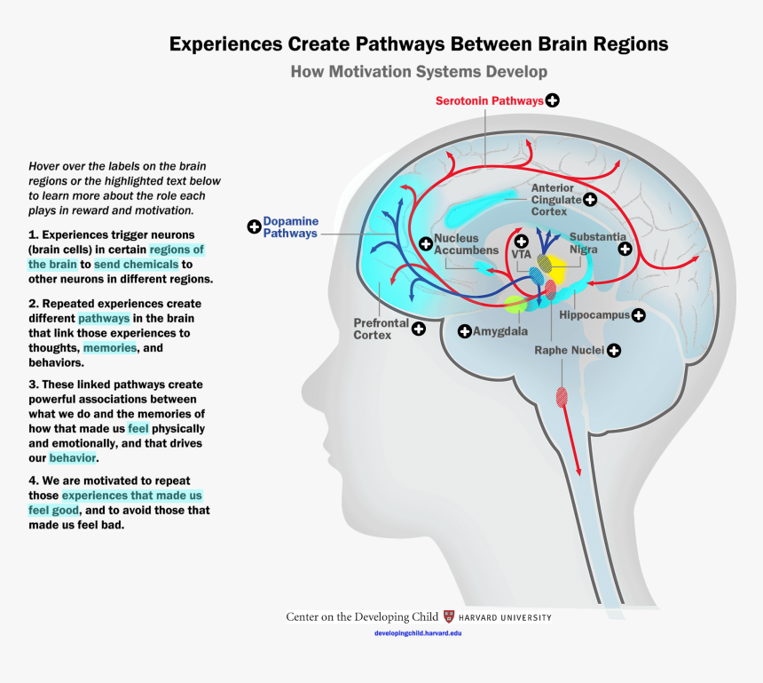 Motivation Pathways In Brain, HD Png Download, Free Download