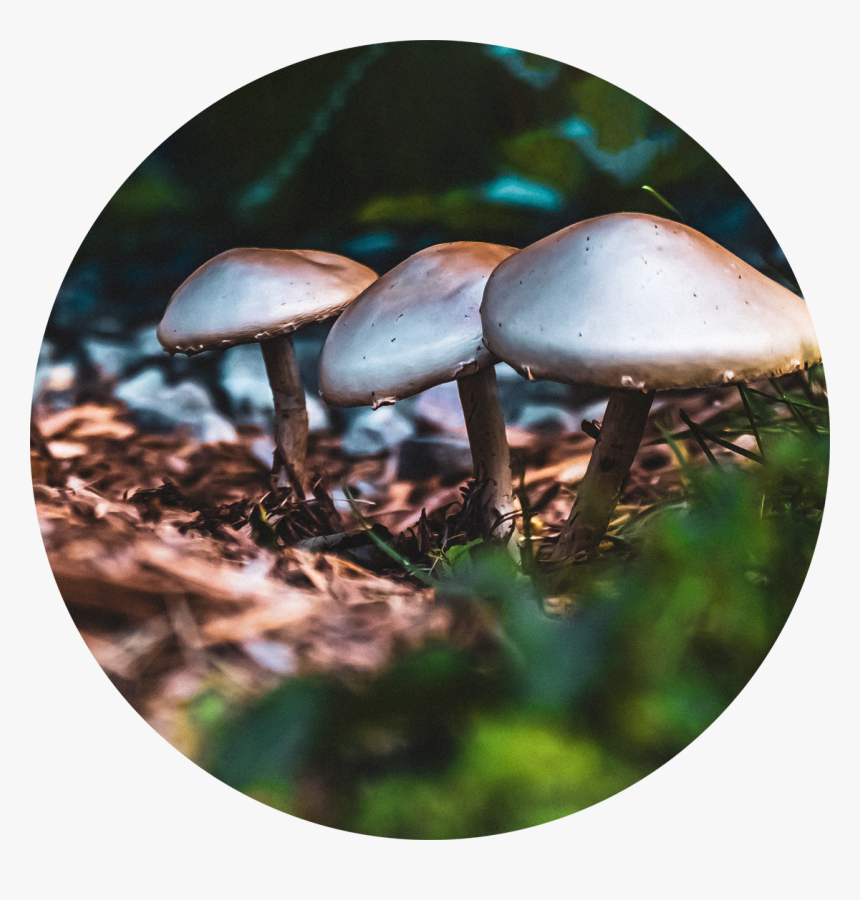 Fungus Floor - 
on Society6 - Agaricus, HD Png Download, Free Download