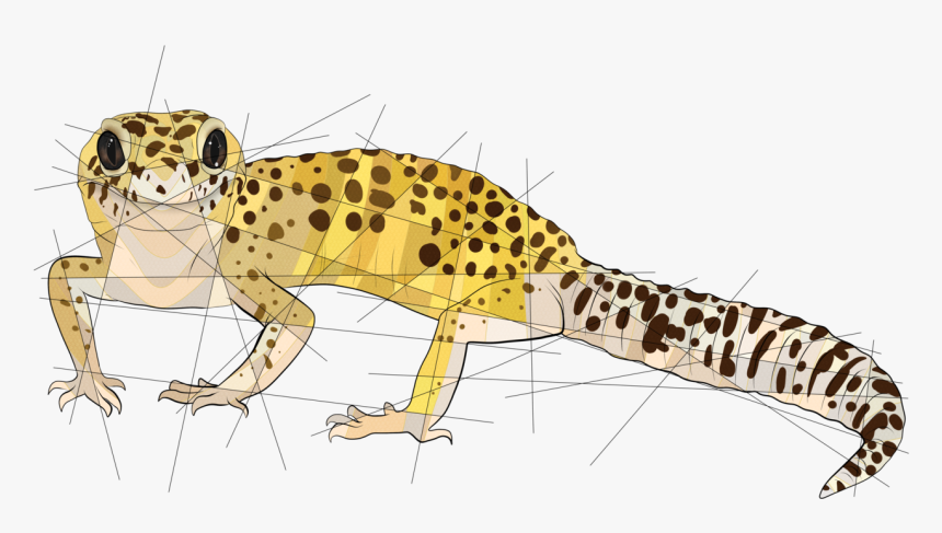 Poppy For @shinyx2 
redbubble
society6 - Leopard Gecko Drawing Cute Easy, HD Png Download, Free Download