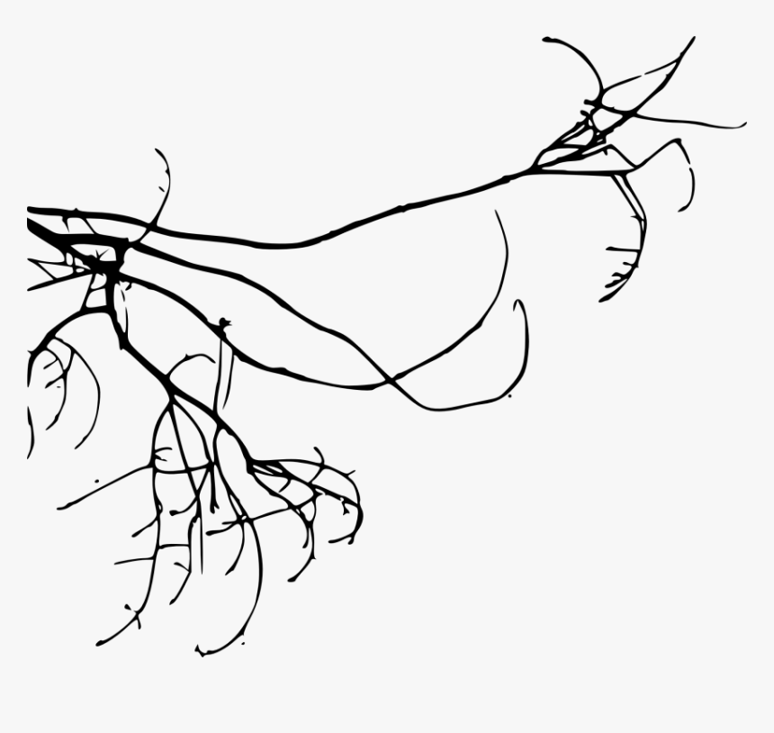 Free Png Simple Tree Branch Png Images Transparent - Line Art, Png Download, Free Download