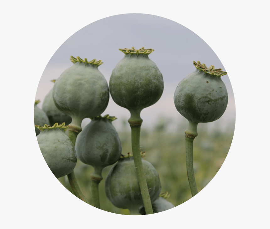 Image Of Opium Poppies For Gulf Breeze Recovery"s Knowledge - Poppy, HD Png Download, Free Download