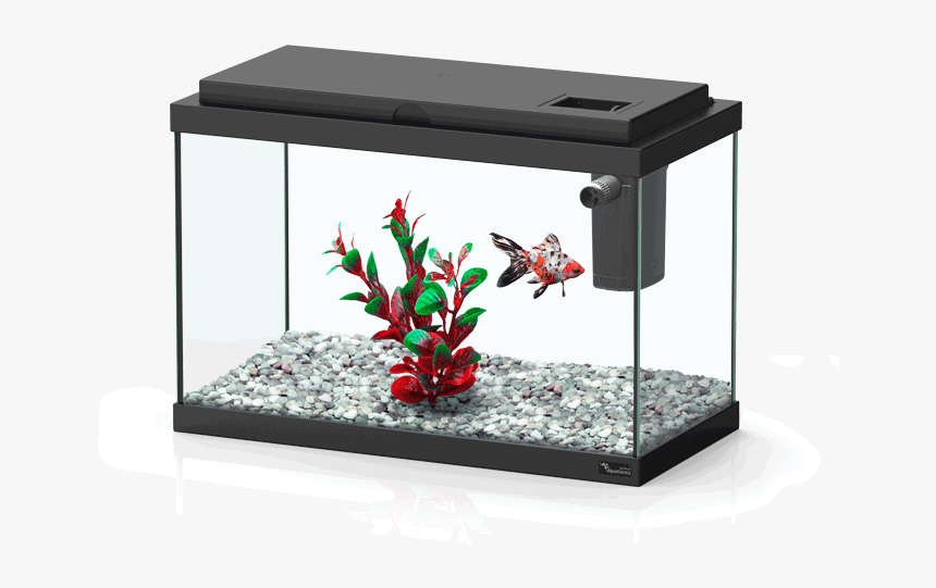 Funny Fish - Aquarium Fish Png Top View, Transparent Png, Free Download