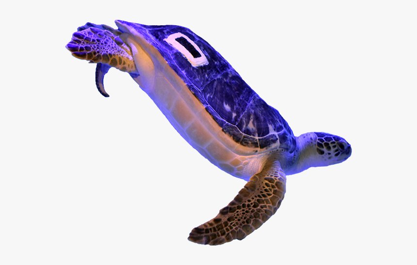 Kemp's Ridley Sea Turtle, HD Png Download, Free Download