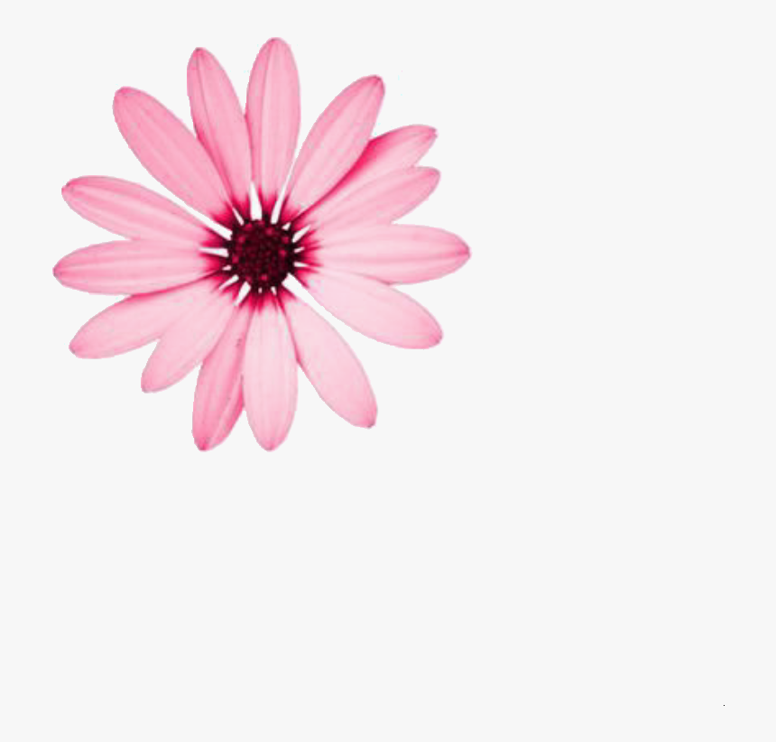 Aesthetic, Editing, And Flower Image - Poster, HD Png Download, Free Download