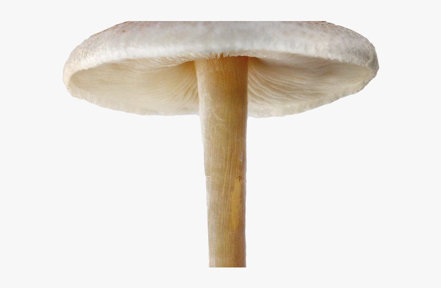 Mushroom Png Transparent Images - Mushroom Png, Png Download, Free Download