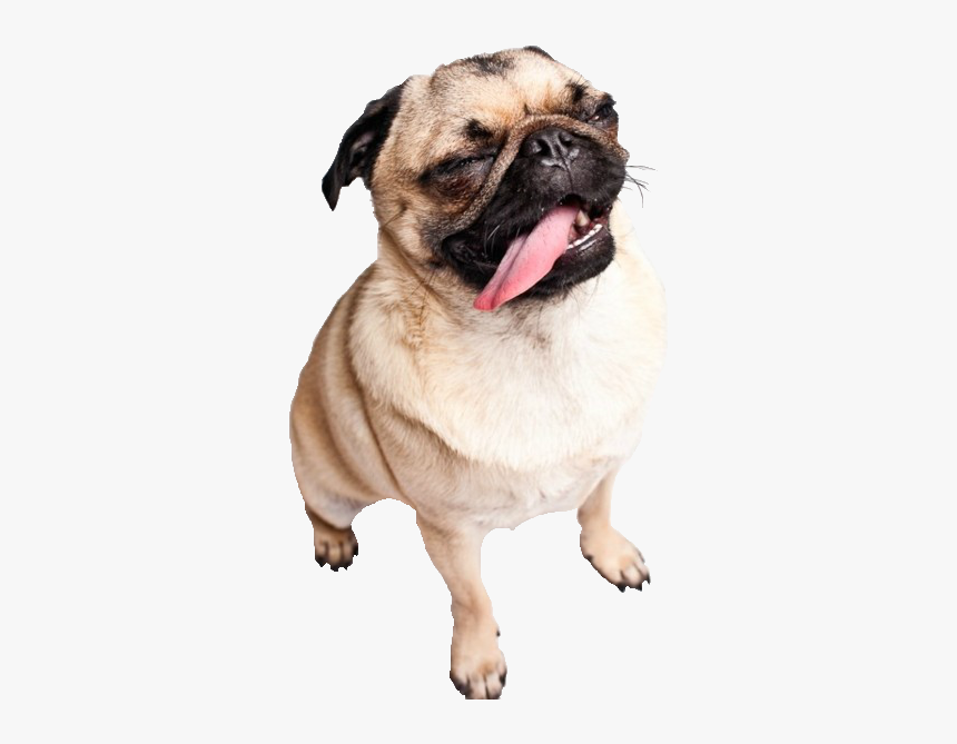 Dog, Cute, And Pug Image - Transparent Pug, HD Png Download, Free Download