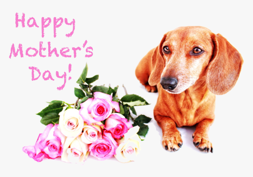 Https - //68 - Media - Tumblr - Opy8j69dc81tynxv4o3 - Dog Mom Mothers Day Meme, HD Png Download, Free Download