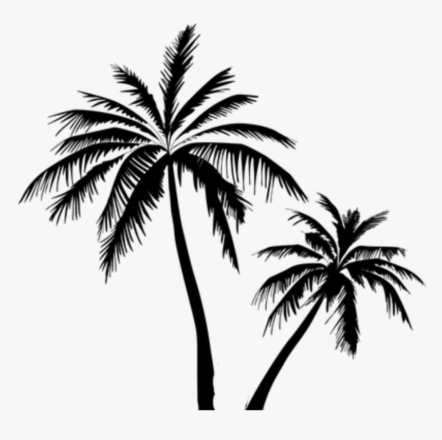Coconut Tree Vector Png Clipart , Png Download - Coconut Tree Vector Png, Transparent Png, Free Download