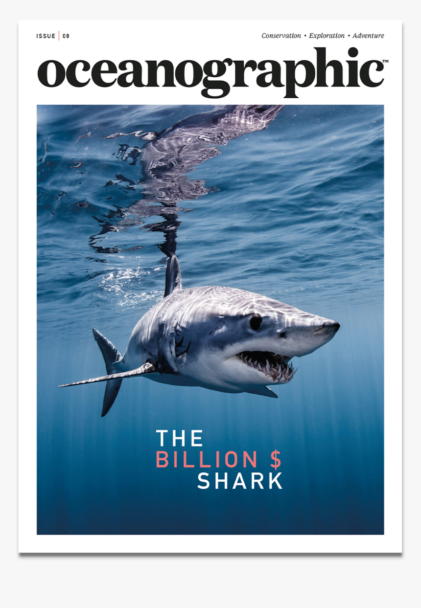 Shark Magazine, HD Png Download, Free Download