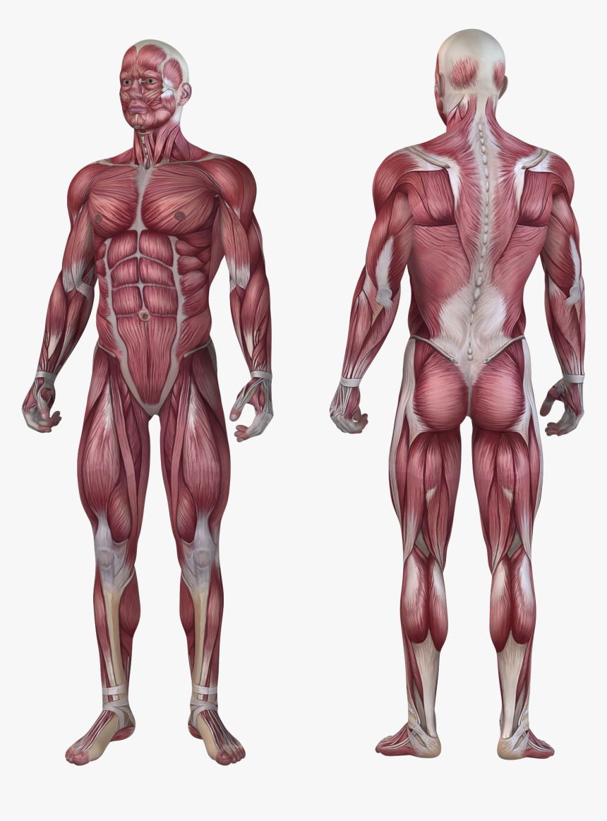 Muscular System Png, Transparent Png, Free Download