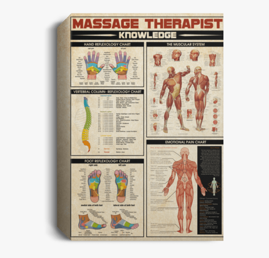 1 - 5" - Massage Therapist Knowledge, HD Png Download, Free Download