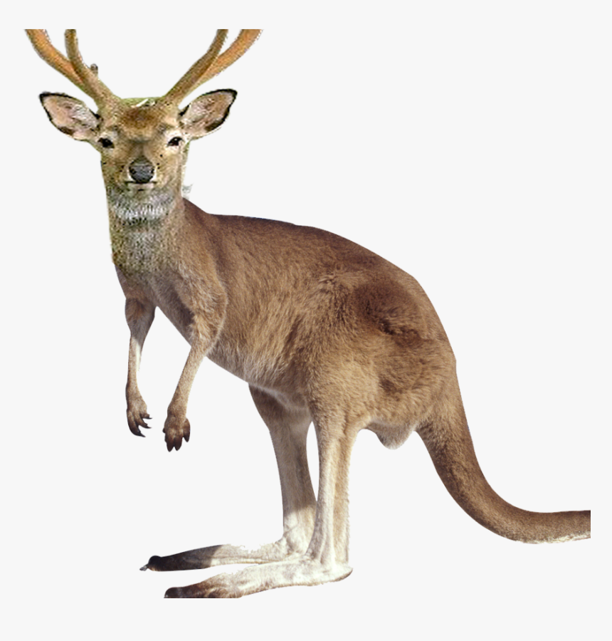 Transparent Background Kangaroo Clipart, HD Png Download, Free Download