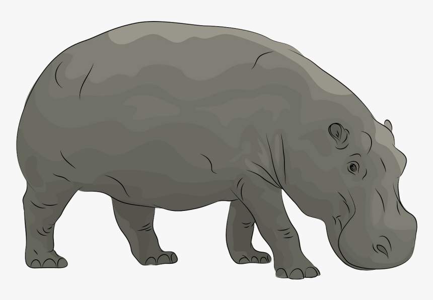 Hippopotamus, HD Png Download, Free Download